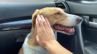 4K Dog arabada oturuyor ve binmeye hazır. Hayvanların nakliyesi.