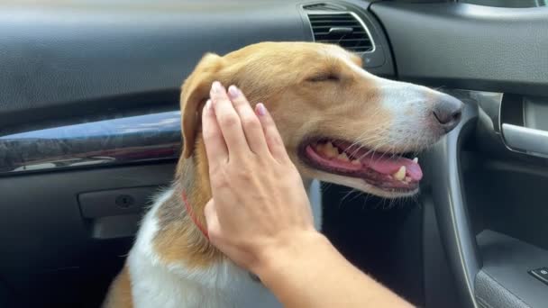 4k Hond zittend in een auto en klaar om te rijden. Vervoer van dieren. — Stockvideo