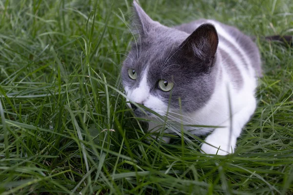 The cat hunts hiding in the grass. Closeup. — Stock Photo, Image