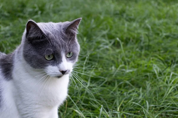 Snygg katt sitter på det gröna gräset. — Stockfoto