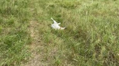 4k Mutlu Köpek sıcak bir yaz gününde kuru çimlerde debelenir. Üst görünüm.