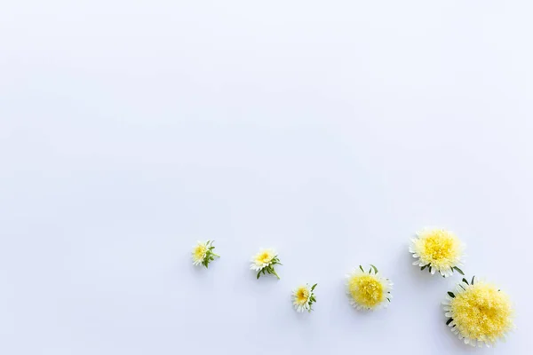 Beyaz arkaplanda sarı çiçekler ve metin için bir yer.