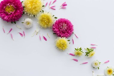 Beyaz arka planda taç yaprakları olan çok renkli asterlar..