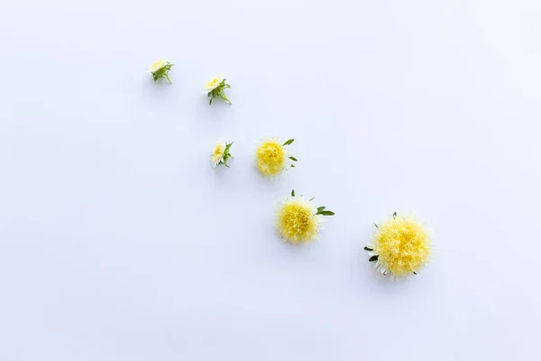 Gelbe Blumen auf weißem Hintergrund mit Leerzeichen. — Stockfoto