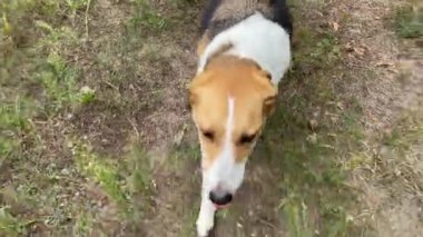 4k Dog kamerayı takip ediyor. Sıcak bir yaz gününde köpek susamıştır..