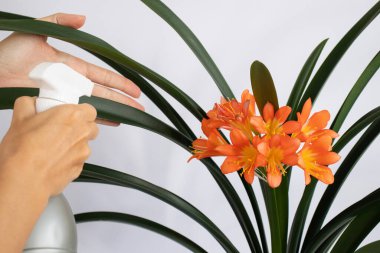 Clivia yapraklarına su püskürten bir kadın. Yakın çekim..