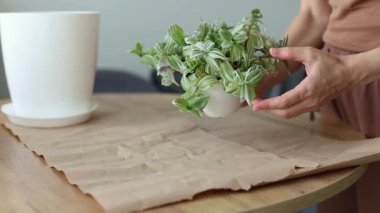 Transplanting spider lily house plant in a bigger flower pot. Woman replanting home flowers. 4K footage