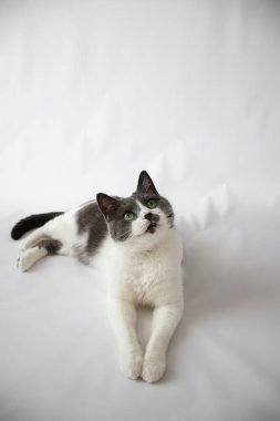 Yeşil gözlü kedi beyaz bir arka planda yatıyor. Seçici odak.