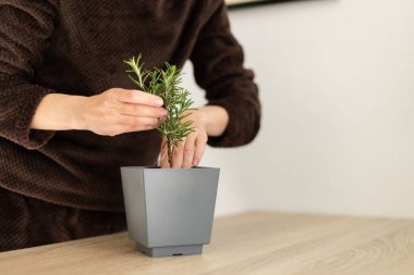 Tencerede biberiyeden filizlenen bir kadın. Evde biberiye yetiştiriyorum. Seçici odak.