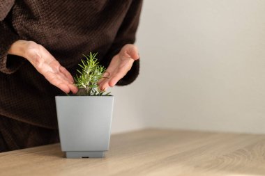 Kadının biberiyeli saksısı var. Evde biberiye yetiştiriyorum.