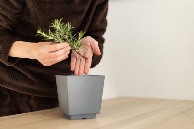 Evde biberiye yetiştiriyorum. Bir kadın, saksı için saksı hazırlıyor. Bir bitkinin kökleriyle. - Yakın çekim. Seçici odak.