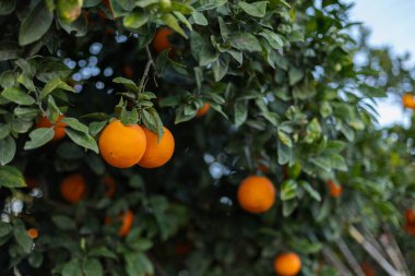 Olgun portakallar ağaçta. Seçici odak