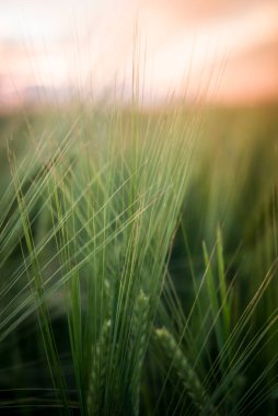 Köyde bir akşam, yakın bir çayırda.