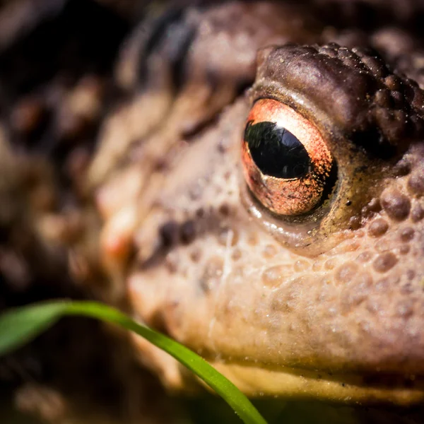 Kröte — Stockfoto