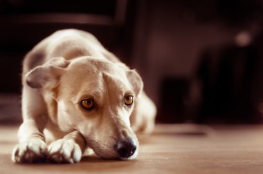 rahatlatıcı köpek