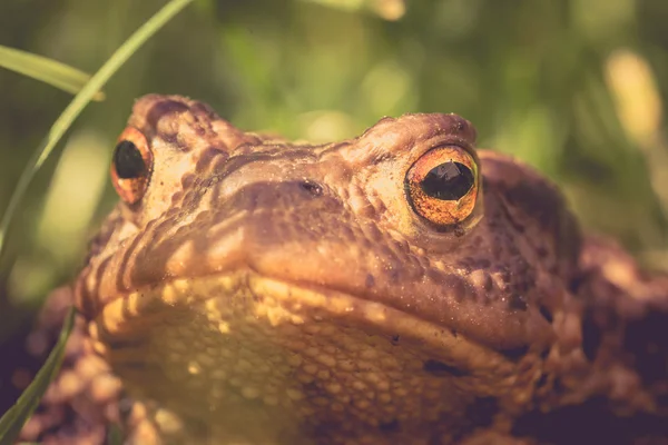 Toad — Stock Photo, Image