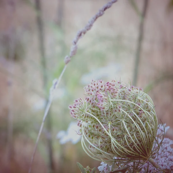 Umbelífera — Fotografia de Stock