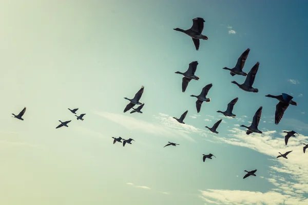 Geese — Stock Image Geese Stock Image