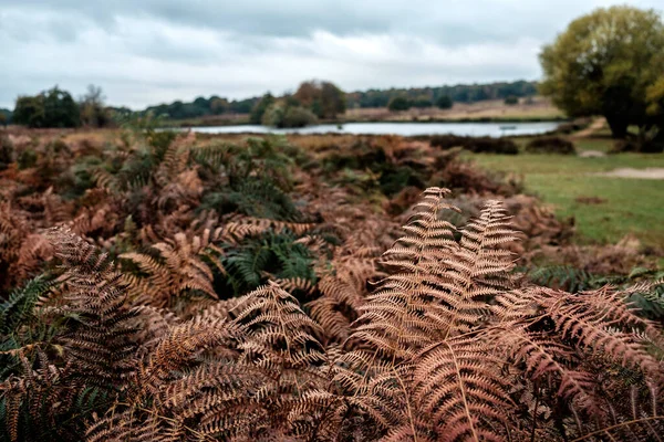 Dry ferns in Richmond Park London. Landscapes in Autumn.