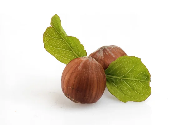 Hazelnut isolated — Stock Photo, Image