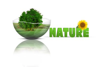 kırık kabarcık ağacında