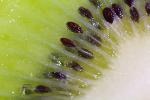 Kiwi auf weißem Hintergrund — Stockfoto