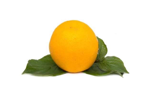 Orange on white background — Stock Photo, Image