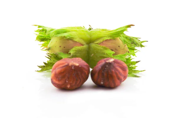 Hazelnut — Stock Photo, Image