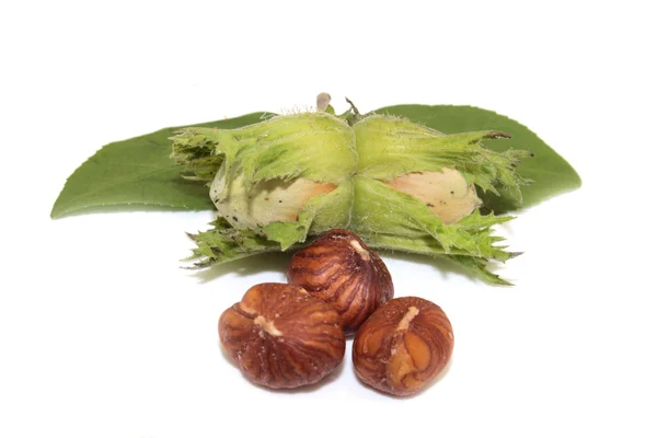 Hazelnut — Stock Photo, Image