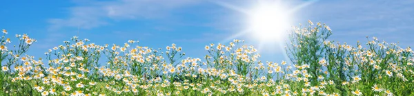 Daisies, Daisy Panorama — Stock Photo, Image