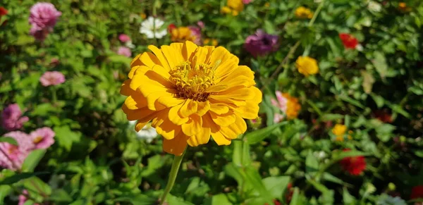 Parkta yürürken bir çiçek bahçesinde çiçek almak.