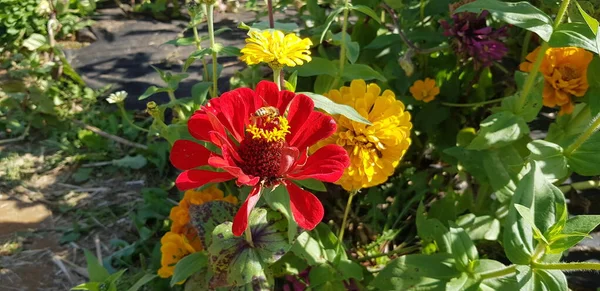 Parkta yürürken bir çiçek bahçesinde çiçek almak.