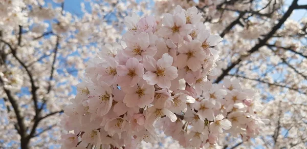 Tomar Flores Jardim Flores Enquanto Caminha Pelo Parque — Fotografia de Stock