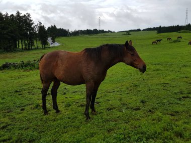 Çiftliği gezerken ve atları izlerken çekilmiş bir fotoğraf.