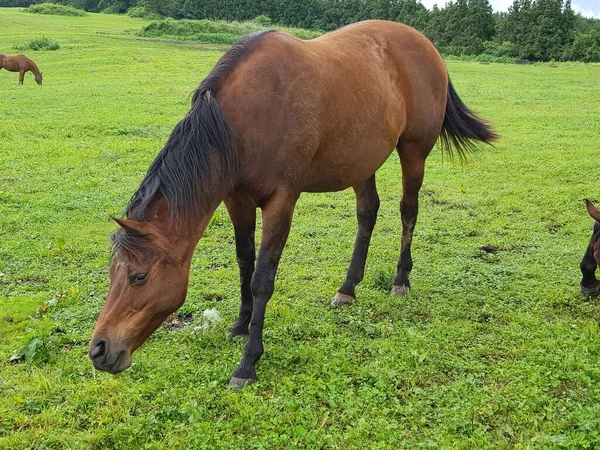 Çiftliği gezerken ve atları izlerken çekilmiş bir fotoğraf.