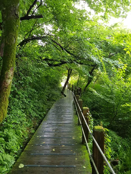 Yağmur durduktan sonra dağa çıktım ve yakınlardaki gezinti alanında yürüdüm..