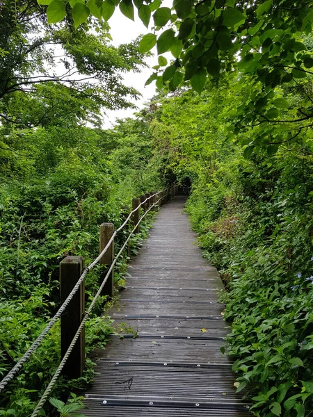 Yağmur durduktan sonra dağa çıktım ve yakınlardaki gezinti alanında yürüdüm..