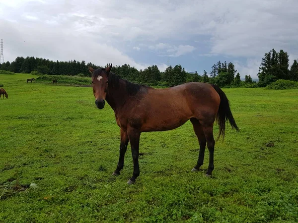 Çiftliği gezerken ve atları izlerken çekilmiş bir fotoğraf.