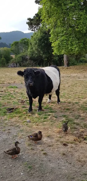 Çiftliğe gittim ve inekleri, ördekleri ve ağaçları fotoğrafladım..