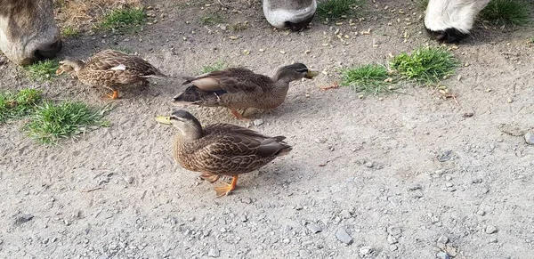 Çiftliğe gittim ve ördeklerin fotoğraflarını çektim..