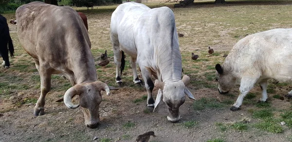 Çiftliğe gittim ve inekleri ve ördekleri yerken filme aldım..