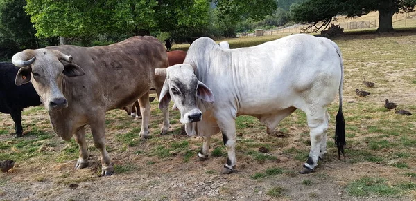 Çiftliğe gittim ve inekleri, ördekleri ve ağaçları fotoğrafladım..