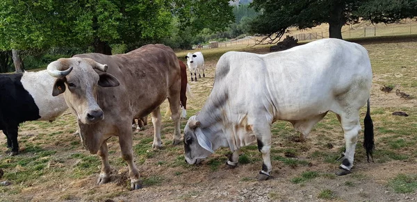 Çiftliğe gittim ve inekleri, ördekleri ve ağaçları fotoğrafladım..
