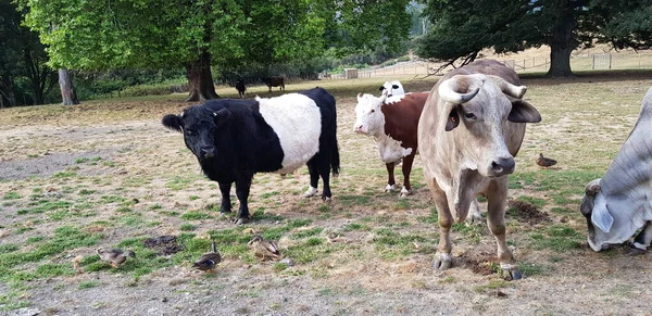 Çiftliğe gittim ve inekleri, ördekleri ve ağaçları fotoğrafladım..