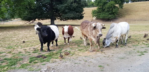 Çiftliğe gittim ve inekleri, ördekleri ve ağaçları fotoğrafladım..