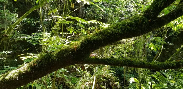 Ormanda düşen yaşlı bir ağacın fotoğrafını çektim ve orada yosunlar çiçek açtı..