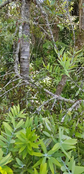 Ağacın yere eğilmesi ve ağacın rengine hayran kaldım..