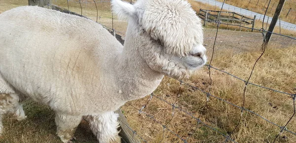 Got Chance Get Close Animals Lived Ranch Took Pictures — Stock Photo, Image