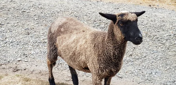 Çiftlikte yaşayan ve fotoğraf çeken hayvanlara yaklaşma fırsatım oldu..