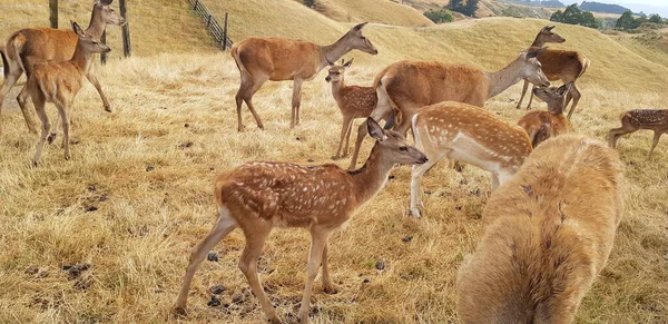 Çiftlikte yaşayan ve fotoğraf çeken hayvanlara yaklaşma fırsatım oldu..